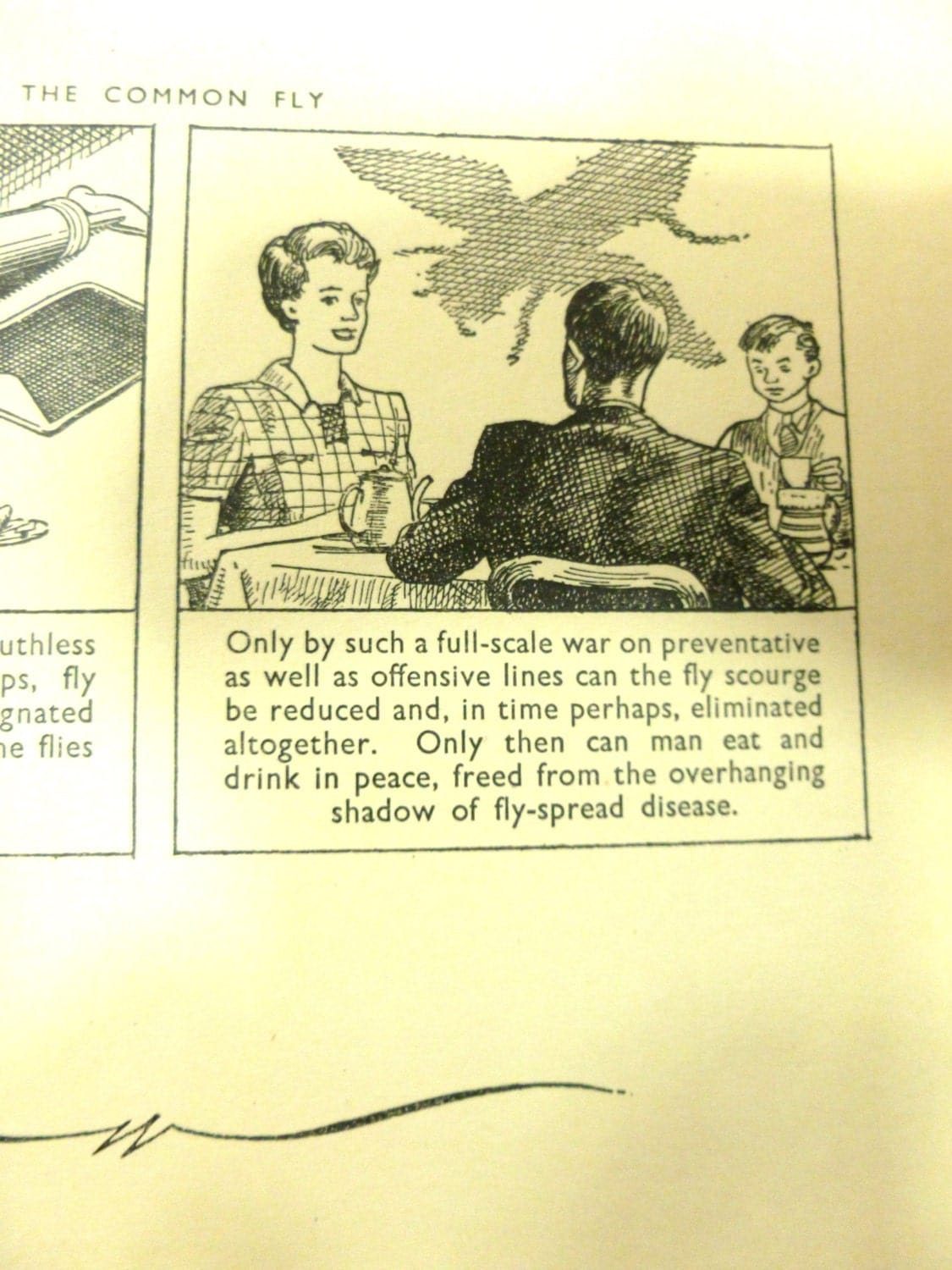 Insect Life Fun Educational Cartoon Book Life of Honey Bee, Ant, Spider, Silkworm, Fly, 1940s Great Illustrations 1st Ed