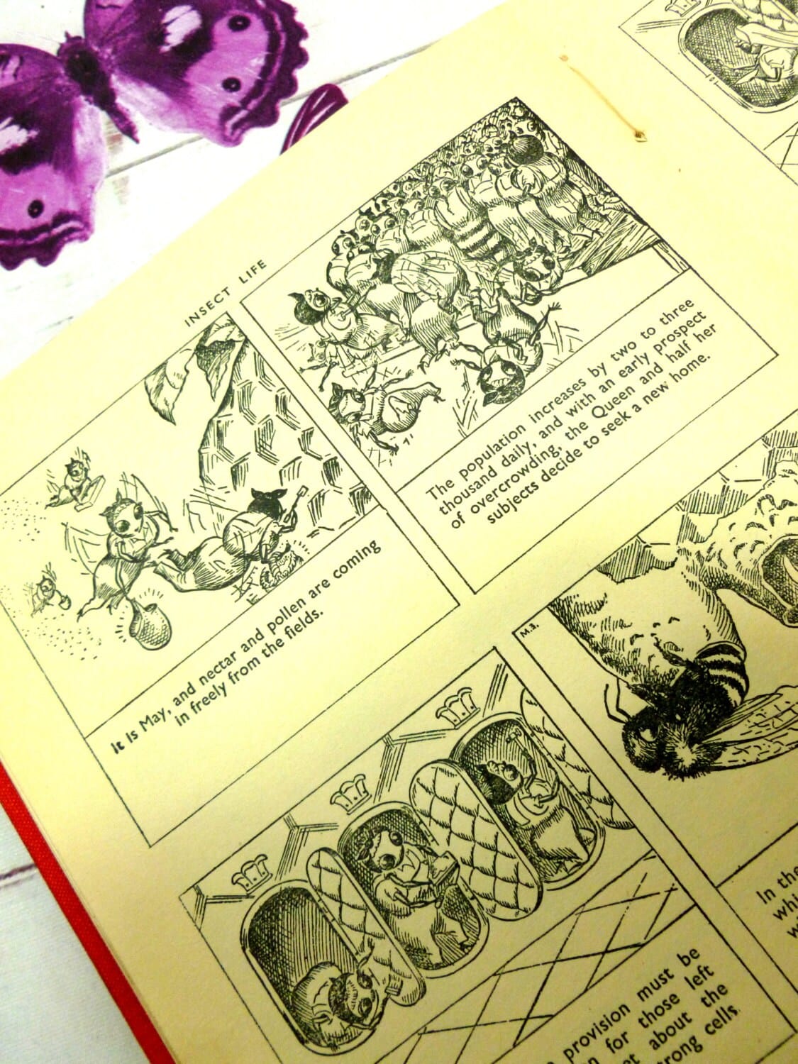 Insect Life Fun Educational Cartoon Book Life of Honey Bee, Ant, Spider, Silkworm, Fly, 1940s Great Illustrations 1st Ed