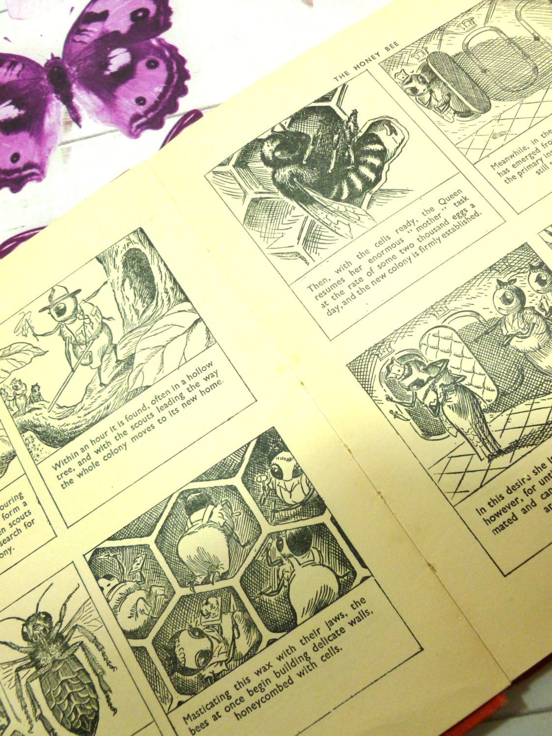 Insect Life Fun Educational Cartoon Book Life of Honey Bee, Ant, Spider, Silkworm, Fly, 1940s Great Illustrations 1st Ed
