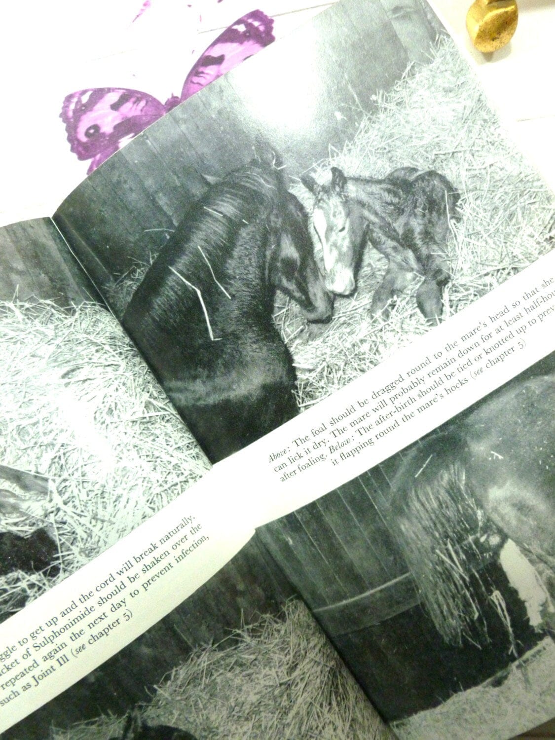 Horse photographs mother and foal black and white in The Amateur Horse Breeder vintage Handbook for the Novice Horse Breeder 1974.