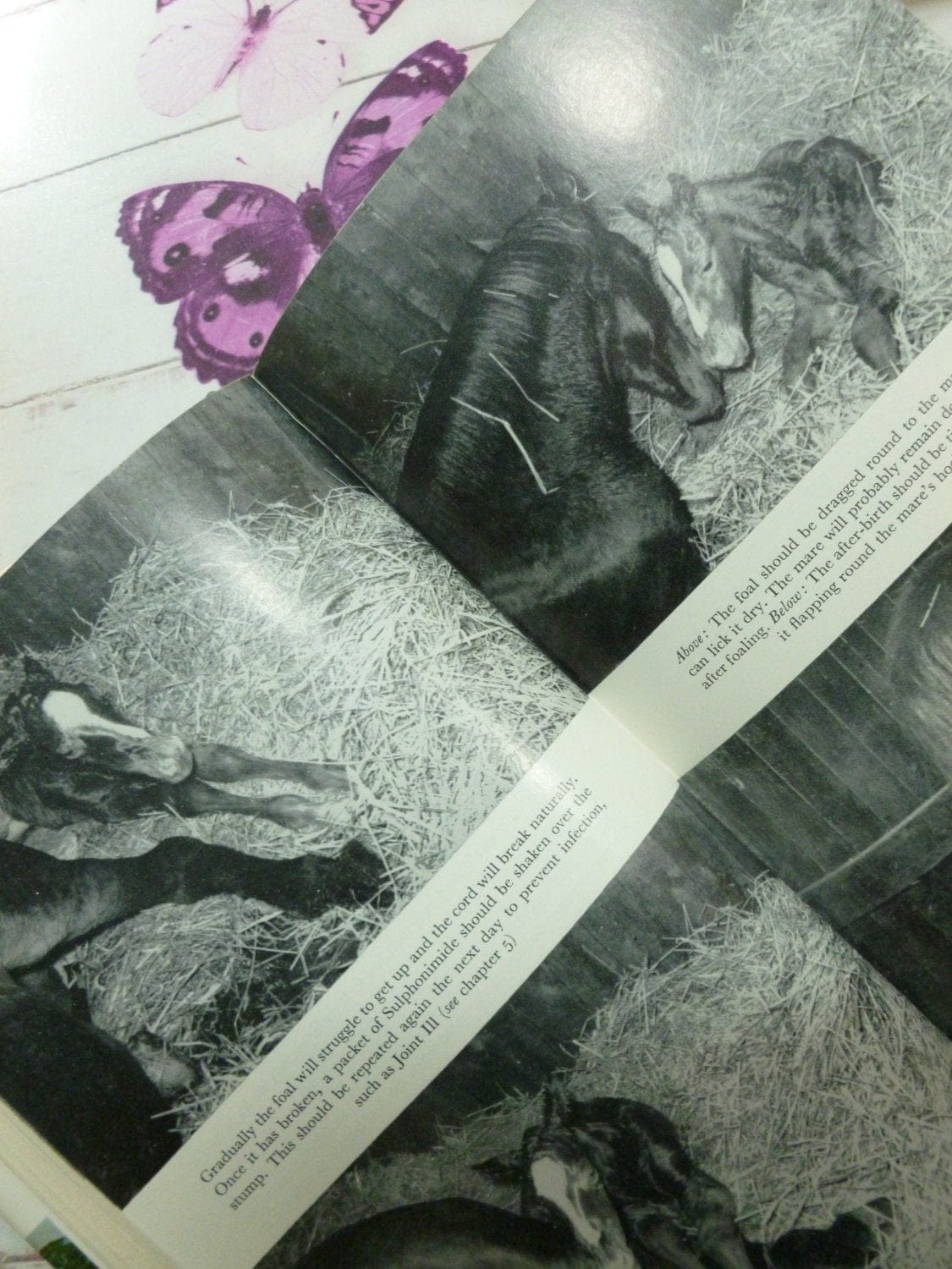 Horse photographs mother and foal black and white in The Amateur Horse Breeder vintage Handbook for the Novice Horse Breeder 1974.