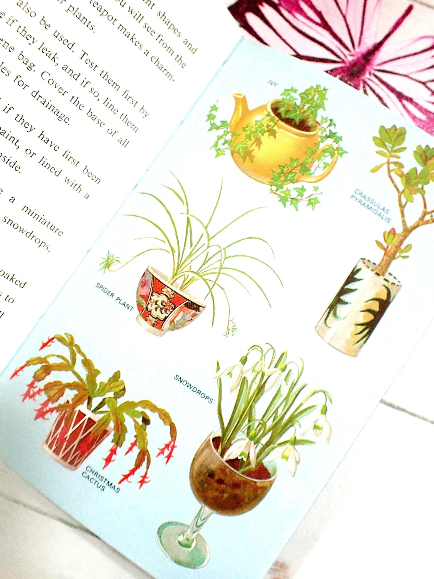 Ivy, Spider Plant, Snowdrops, Christmas Cactus in vintage ladybird book.