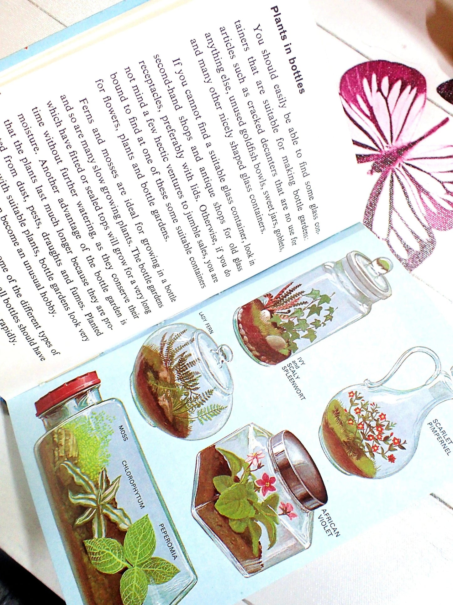 Plants in bottles. Glass containers suitable for bottle gardens.