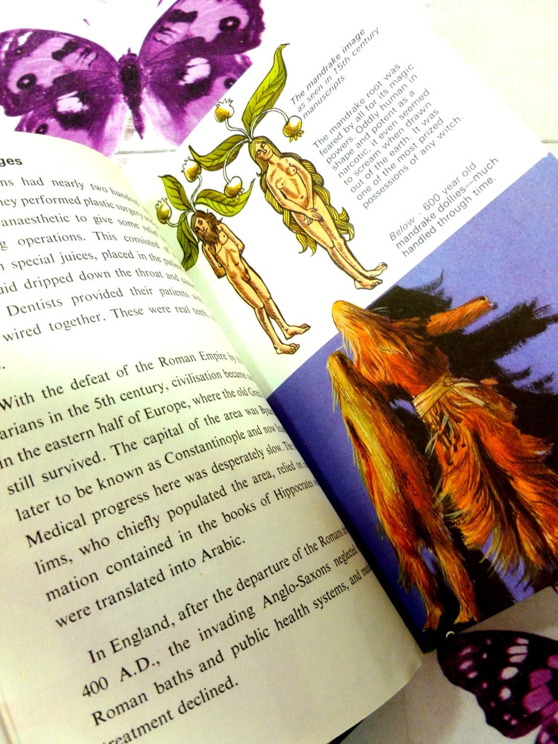 The Mandrake image as seen in 15th century manuscripts ladybird book