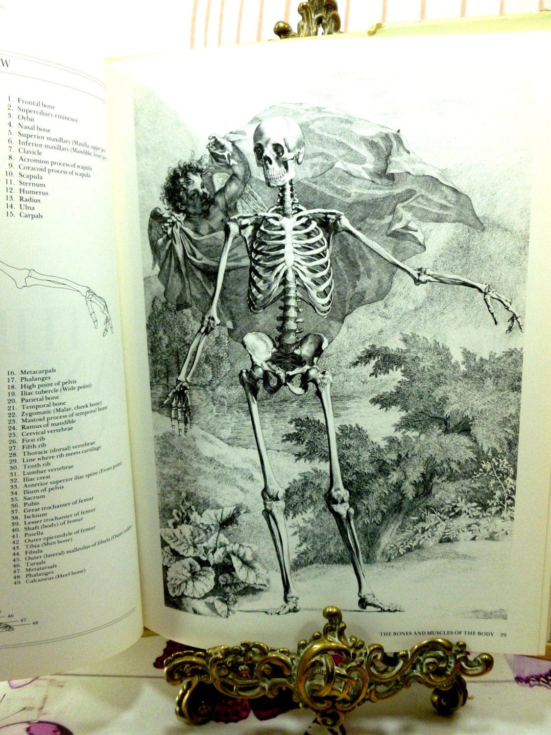 Illustrated page of Albinus on Anatomy First Edition 1979 Vintage Book on the human body showing an engraving of a Skeleton. 