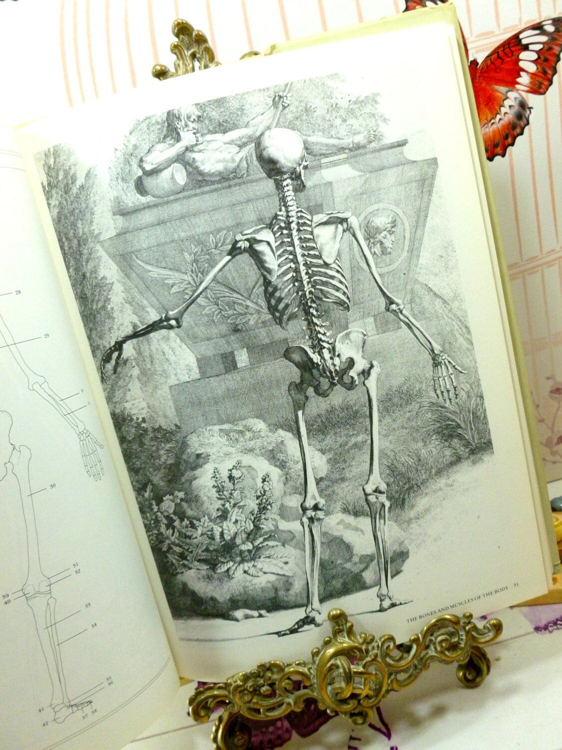 Illustrated page of Albinus on Anatomy First Edition 1979 Vintage Book on the human body showing an engraving of the rear view of a Skeleton. 