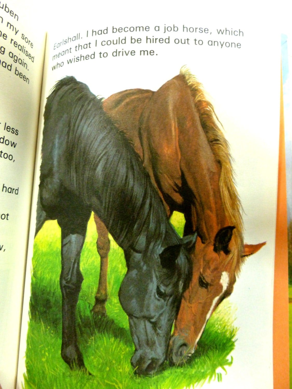 Illustration of Black Beauty and Ginger horses in vintage Ladybird children's book. 