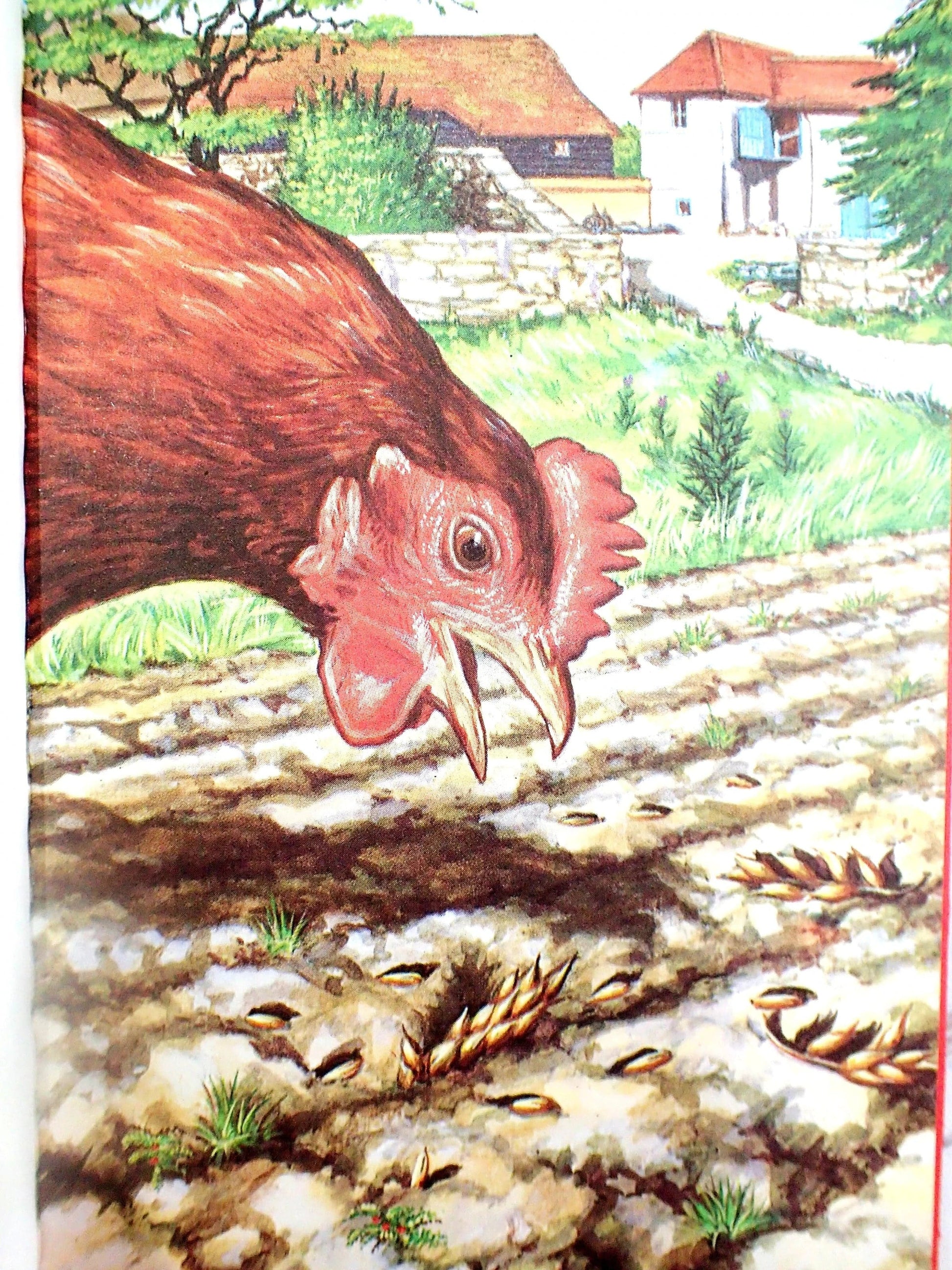 The little Red Hen finds the grains of wheat. 